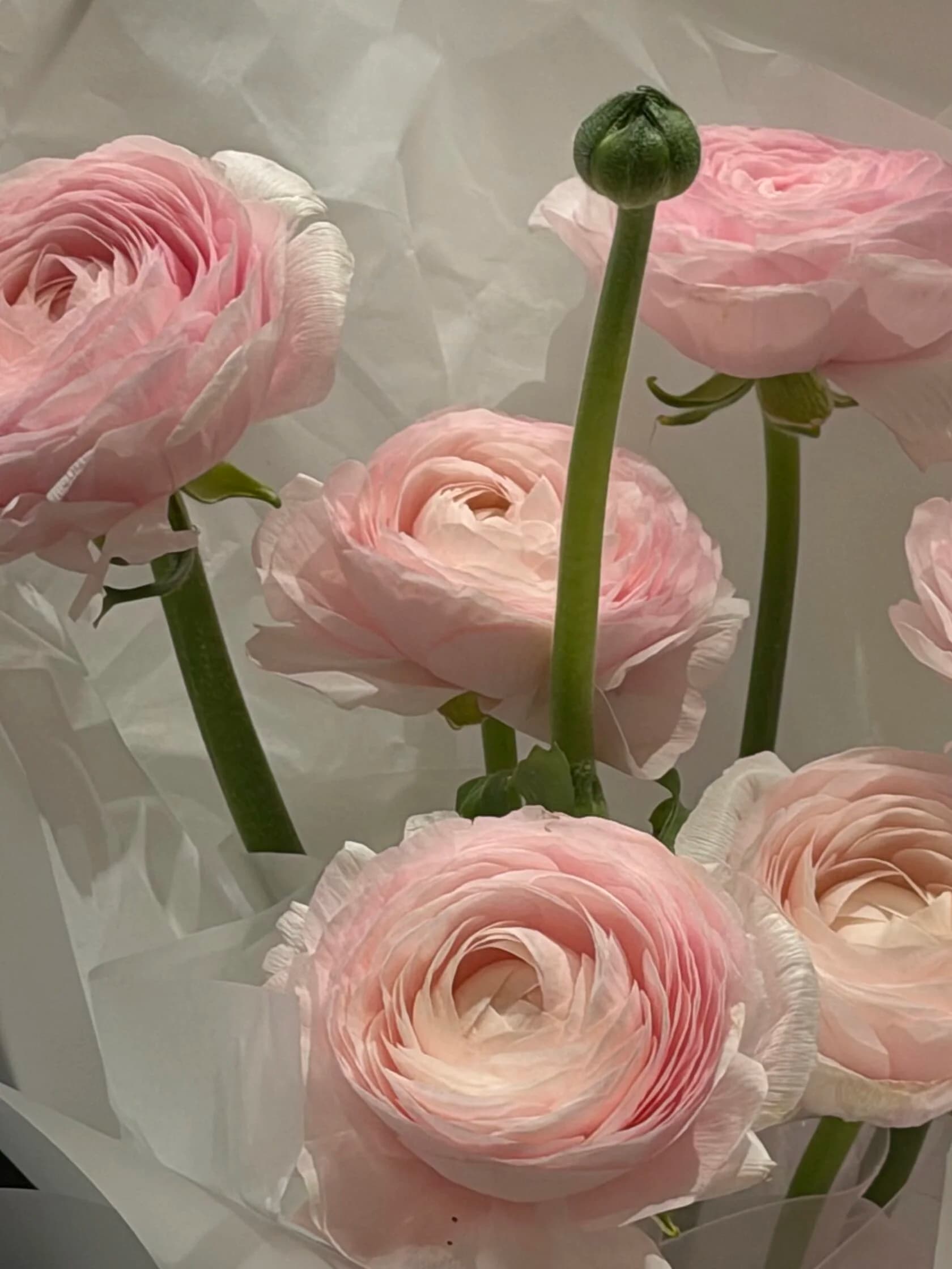 Монобукет ранункулюсов